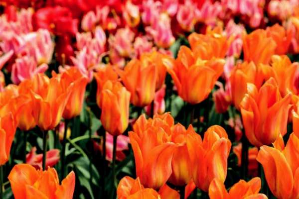 Amsterdam flower