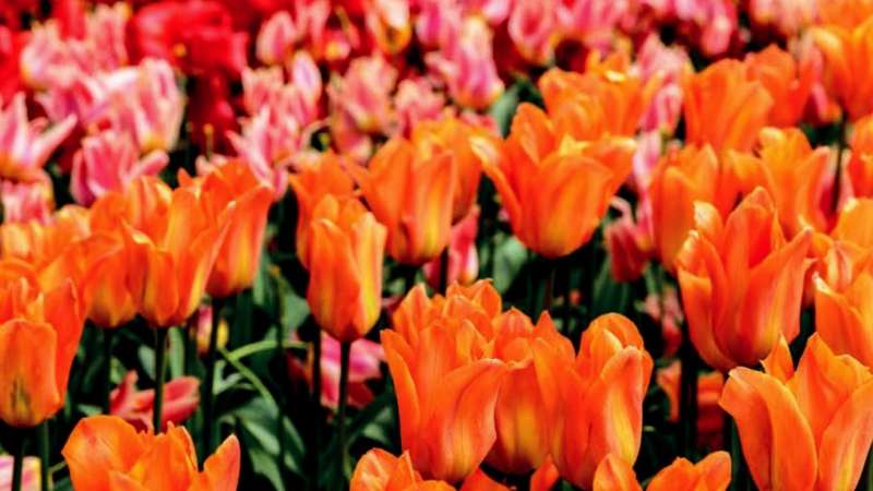 Amsterdam flower