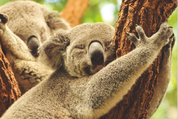 Koala