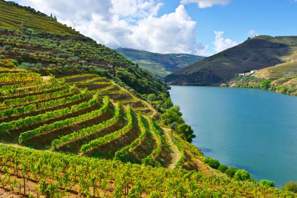 Vineyards - Douro - Portugal