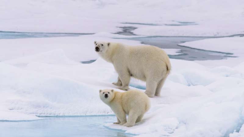 Polar bear - Svalbard