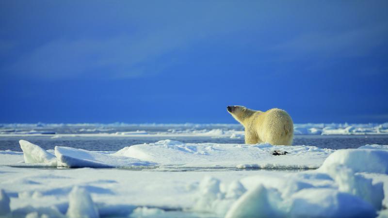 cruise, polar bear, cruising, Canada, Arctic circle,